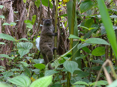 Lemur  -  Eastern Lesser Bamboo Lemur