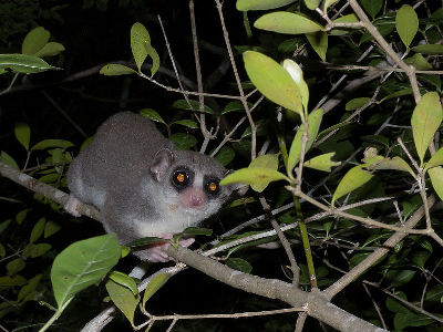 Lemur  -  Fat-tailed Dwarf Lemur