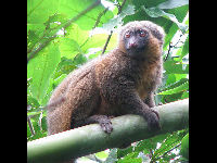 Golden Bamboo Lemur image