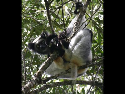 Lemur  -  Indri