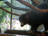 Mongoose Lemur image