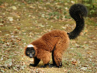 Red Ruffed Lemur image