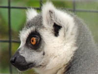 Ring-Tailed Lemur image