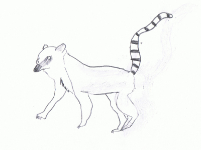 Lemur  -  Ring-Tailed Lemur