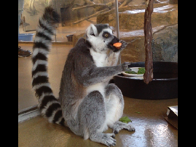 Lemur  -  Ring-Tailed Lemur