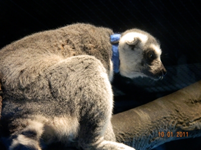lemur/lemur_Ring-Tailed_Lemur