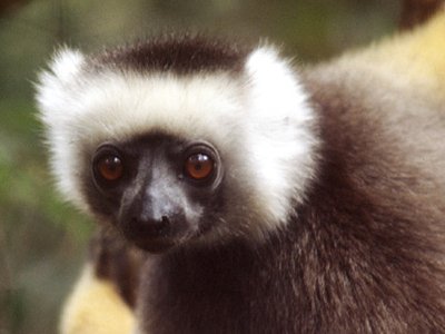 Lemur  -  Sifaka Lemur
