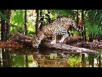 Leopard image