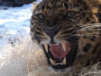 Amur Leopard image