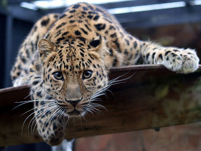 Leopard  -  Amur Leopard