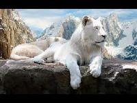 White Lion image