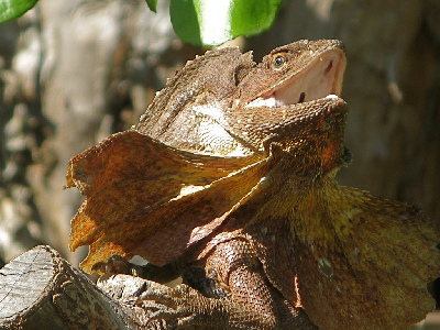 Lizard  -  Frilled lizard