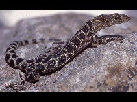 Granite Night Lizard image