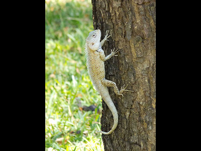 Lizard  -  Oriental Garden Lizard
