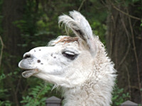 Llama image