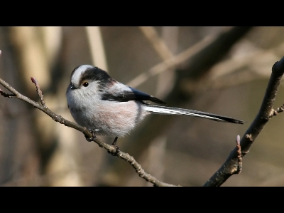 Long-Tailed Tit  