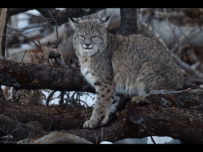 Lynx  -  Bobcat