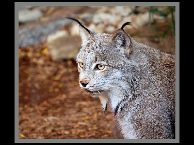 Lynx  -  Canada Lynx