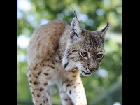 Eurasian Lynx image