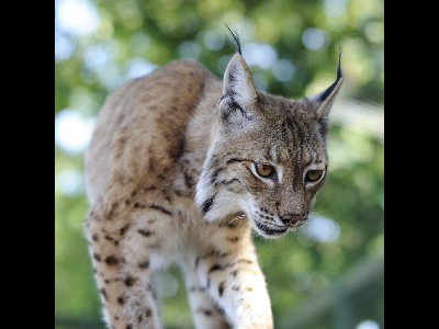 Lynx  -  Eurasian Lynx
