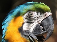 Blue-and-yellow Macaw image