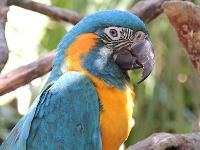 Blue-throated Macaw image