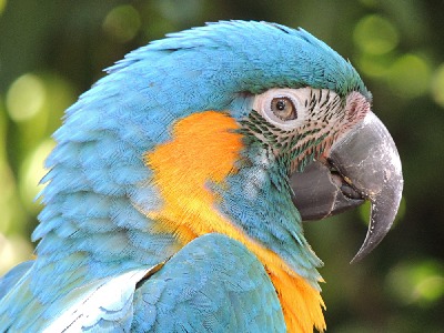 macaw/macaw_Blue-throated_Macaw