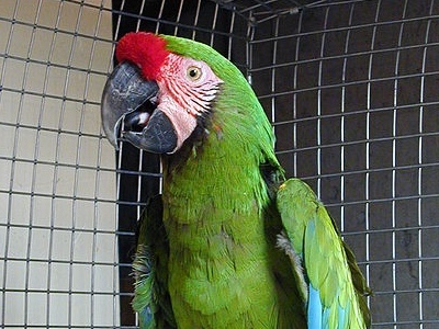 Macaw  -  Great Green Macaw