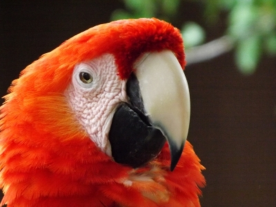 Macaw  -  Scarlet Macaw