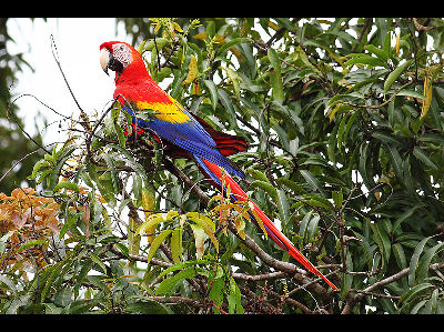 Macaw  -  Scarlet Macaw