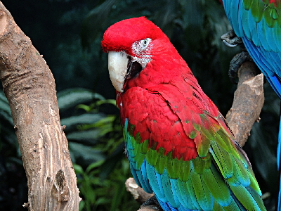Macaw  