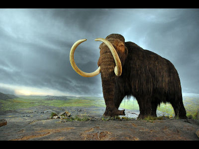 Mammoth  
