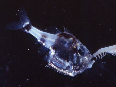 Marine Hatchetfish  