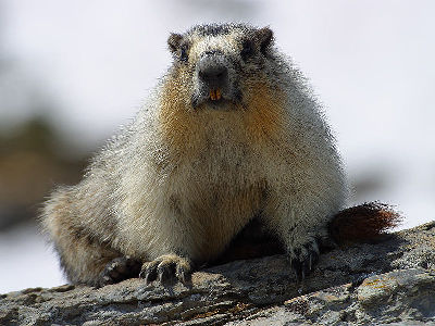 Marmot  
