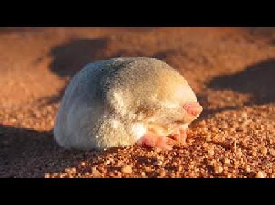 Marsupial Mole  
