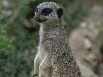Meerkat  