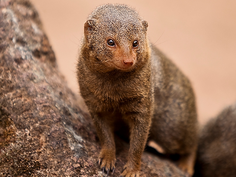 Mongoose - Dwarf Mongoose Information for Kids