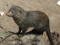 Dwarf Mongoose image