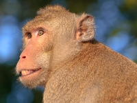 Monkey image