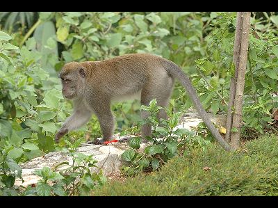 Monkey  -  Long-tailed Macaque