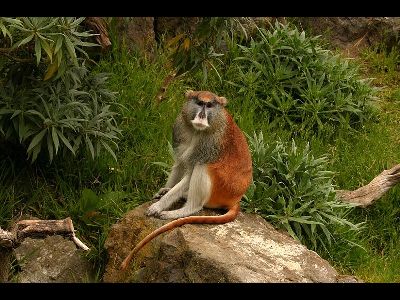 Monkey  -  Patas Monkey