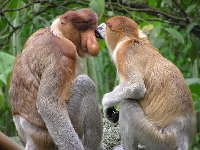 Proboscis Monkey image