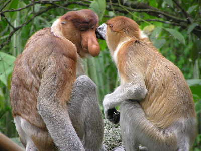 Monkey  -  Proboscis Monkey