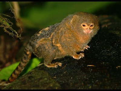 Monkey  -  Pygmy Marmoset