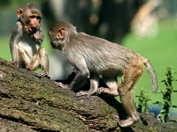 Rhesus Monkey image