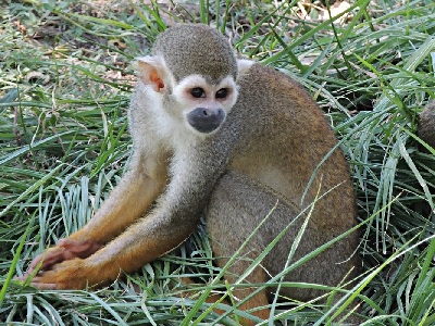 Monkey  -  Squirrel Monkey