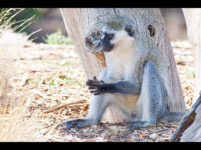 Monkey  -  Vervet Monkey