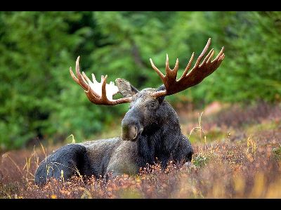 Moose  