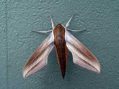 Moth  