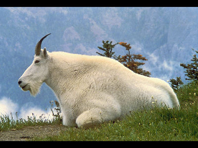 Mountain Goat  